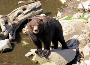 Black Bear