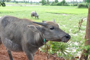 Carabao