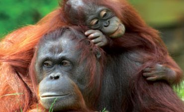 borneo orangutan