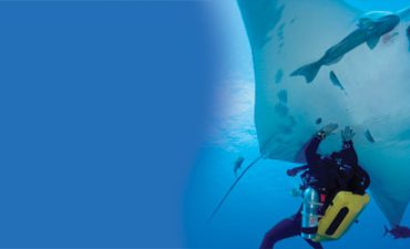 Stingray, Cruise Passenger