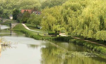 Willow Tree by the River