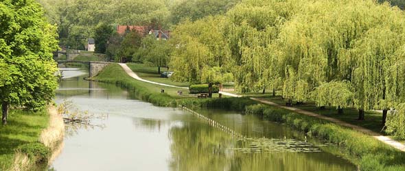 Willow Tree by the River