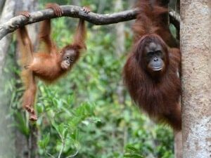 Orangutan