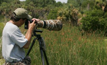 wildlife photographer captures wildlife