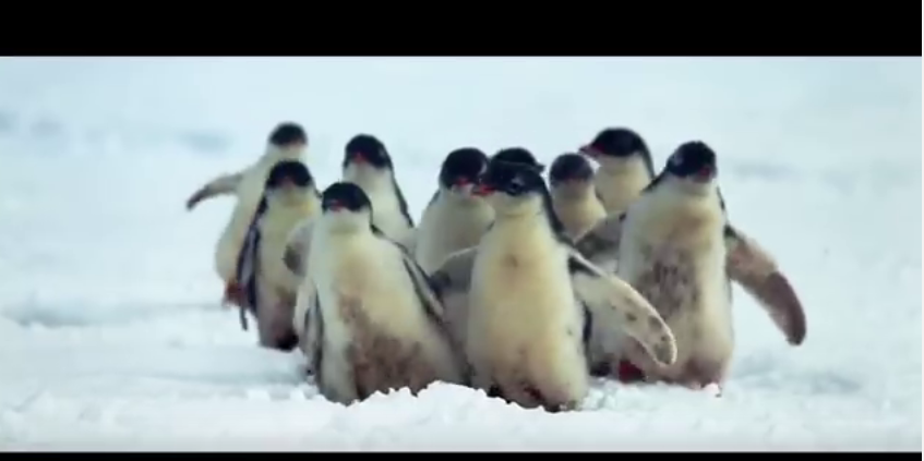 Penguins