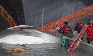 Fin of endangered whale found on bow of Holland America ship