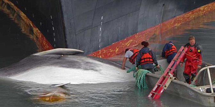Fin of endangered whale found on bow of Holland America ship