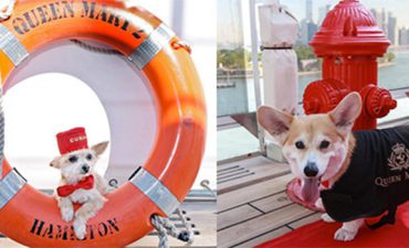 Classy new kennels onboard the Queen Mary 2