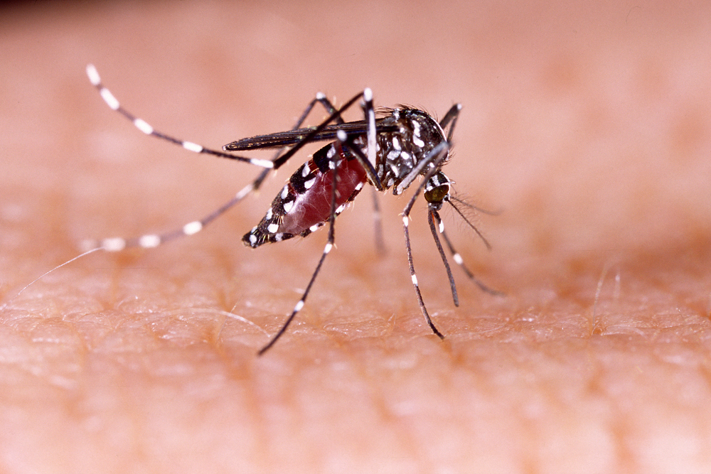 Australia warns on Zika in Singapore