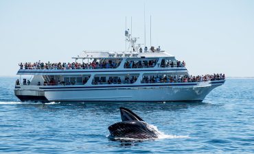 The 5 greatest whale watching destinations for cruisers