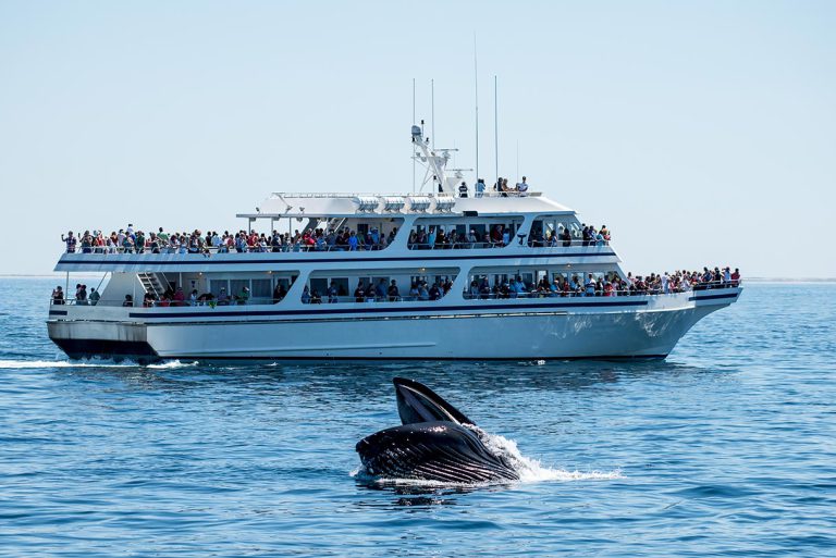 The 5 greatest whale watching destinations for cruisers