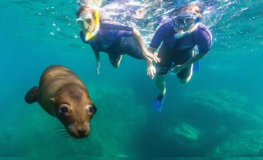 Snorkel with sea lions in Mexico