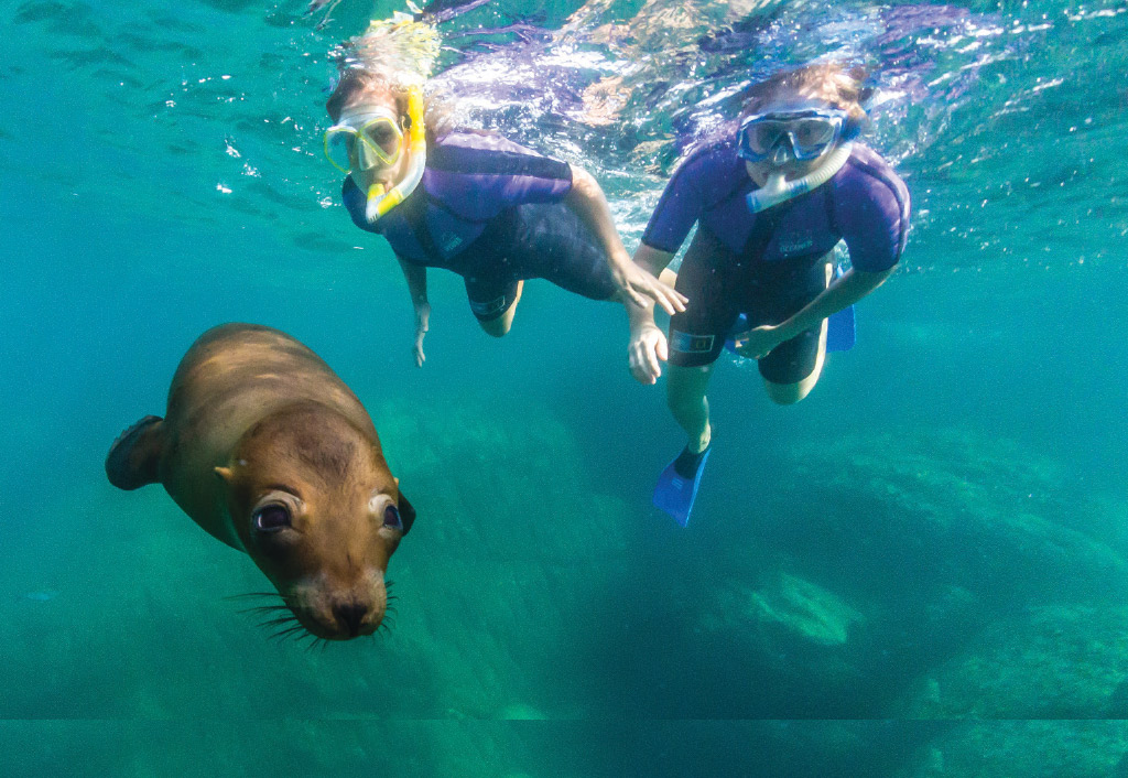 Snorkel with sea lions in Mexico - unique activities ashore
