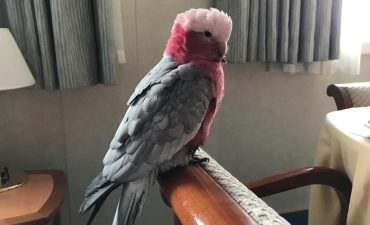 Stowaway galah takes Princess Cruises' holiday around New Zealand