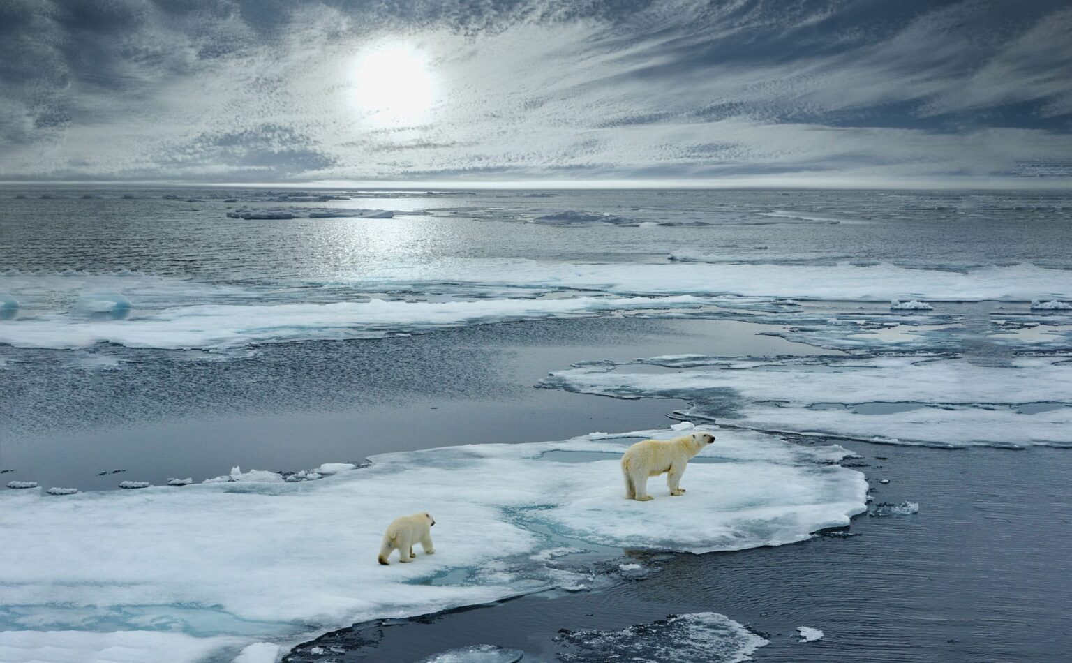 Seabourn Arctic fleet