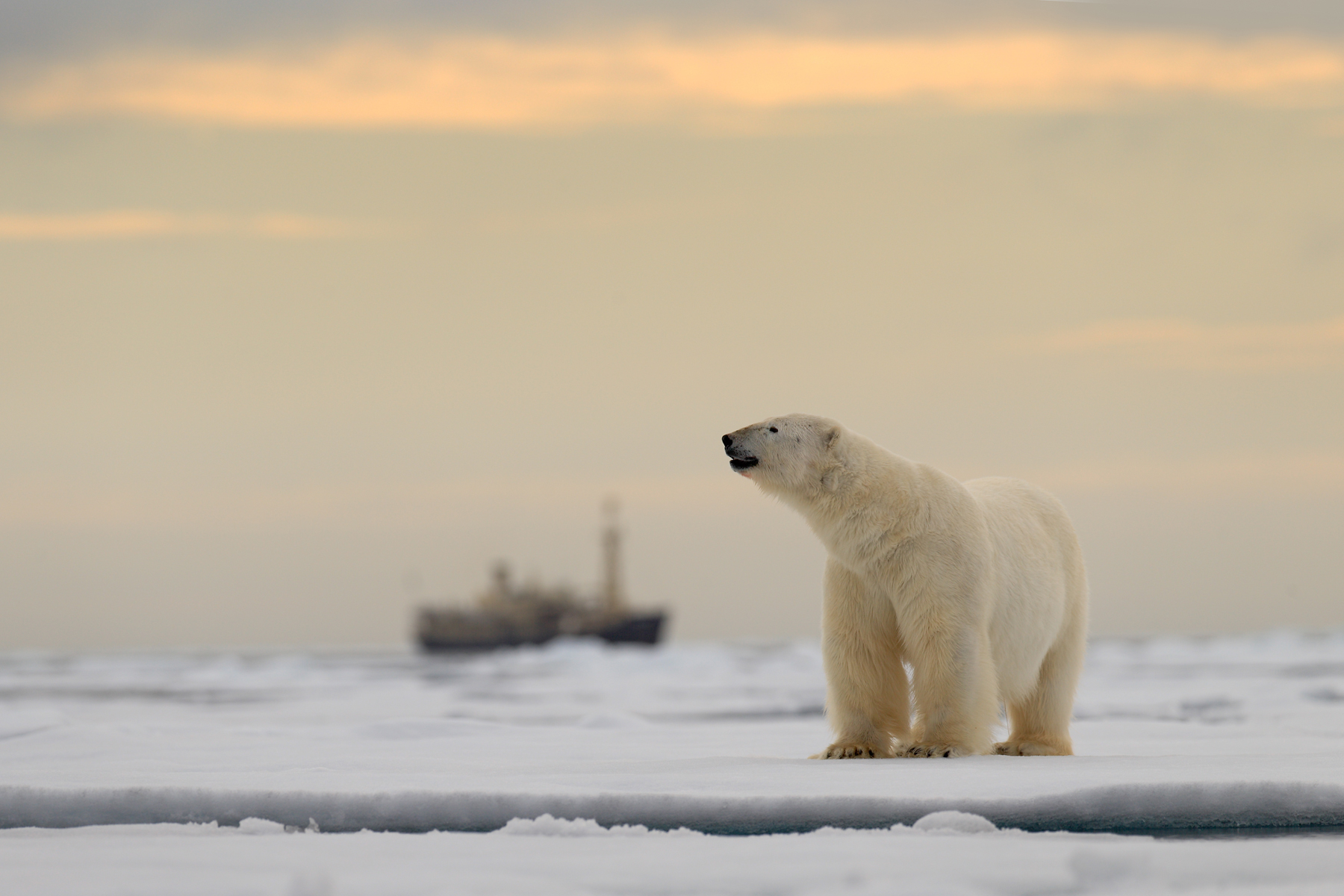 Polar bear death cruise