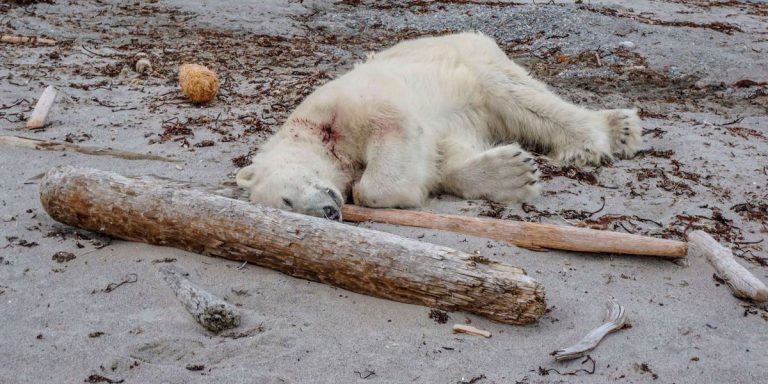 Polar bear killed cruise