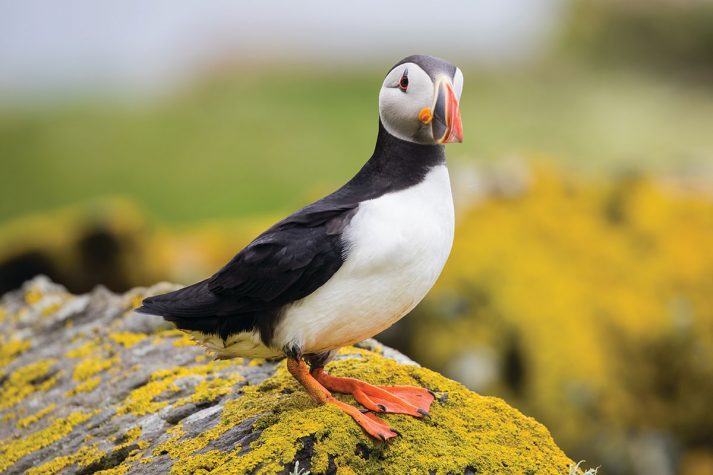 Puffin sighting in Iceland. Image Source: Adrian Wlodarczyk.
