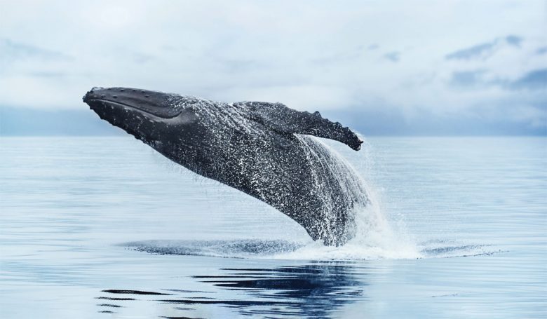 A breaching whale in Alaska