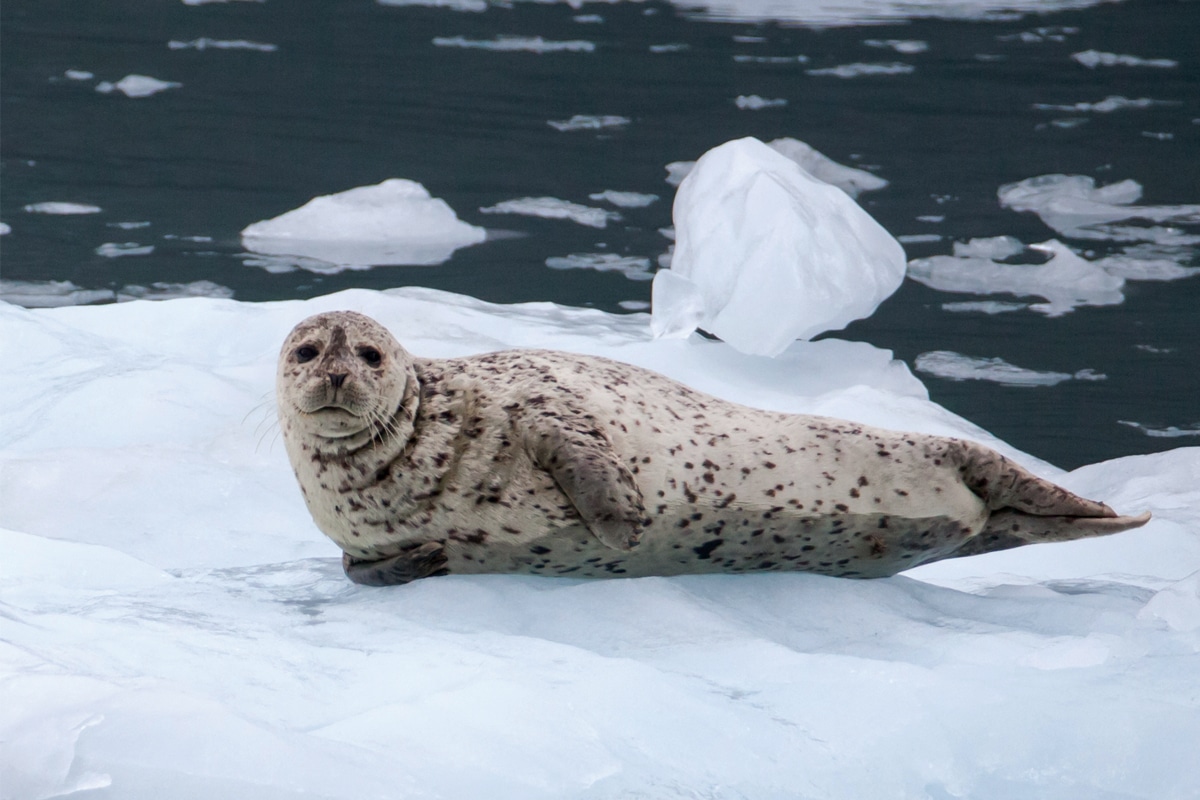 Alaska seal