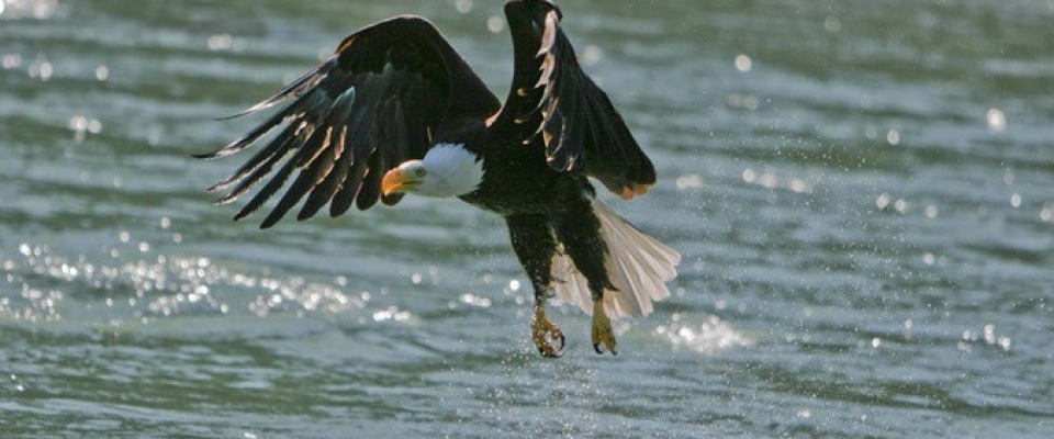 slide eagle 13