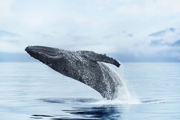 A Whale in Alaska