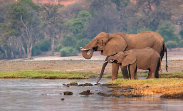 Teeming River Cruises offers safaris