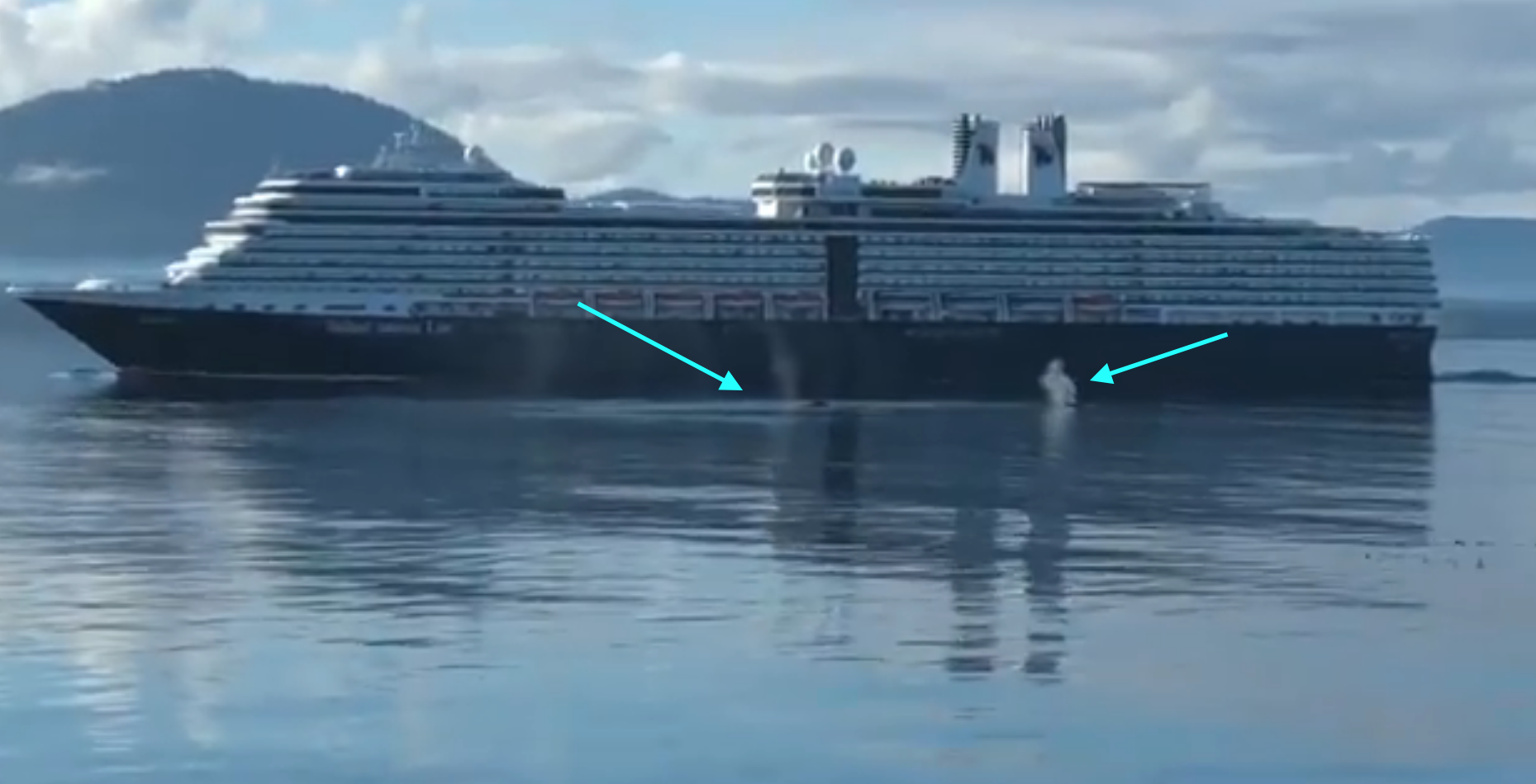 Probe after Holland America "warned twice" before narrowly missing whale pod