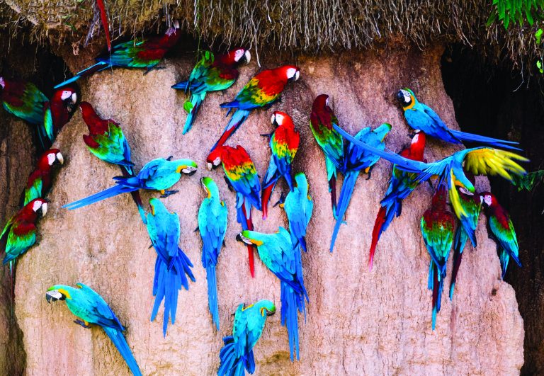 Macaws in Bolivia