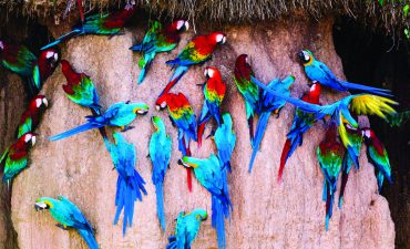 Macaws in Bolivia