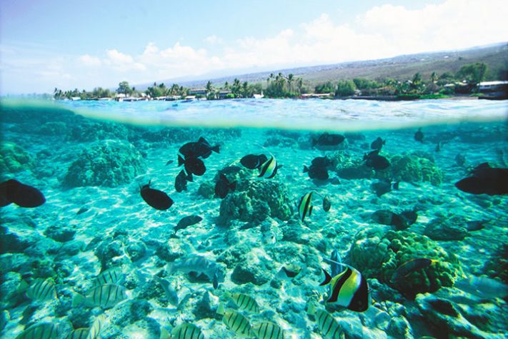 Reef in the stunning waters of Hawaii