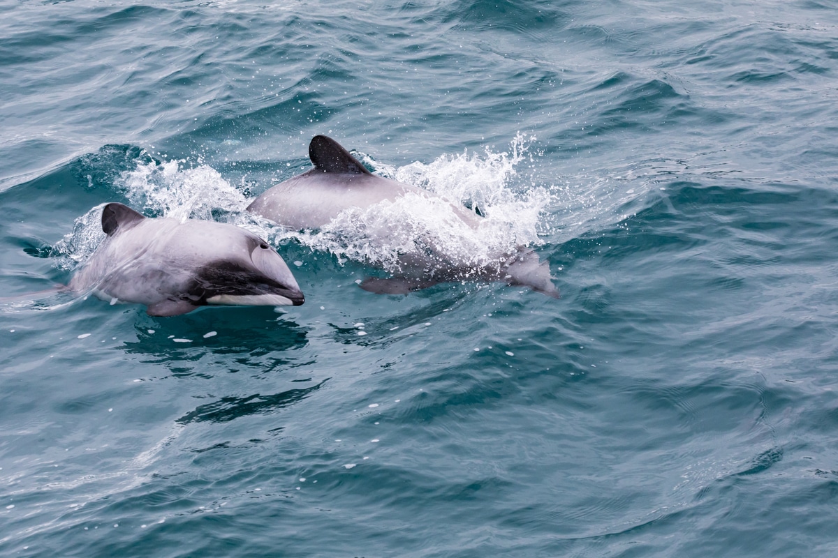 hector dolphins akaroa