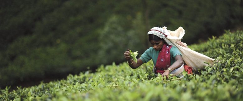 A woman picking tea at a tea plantation in Colombo