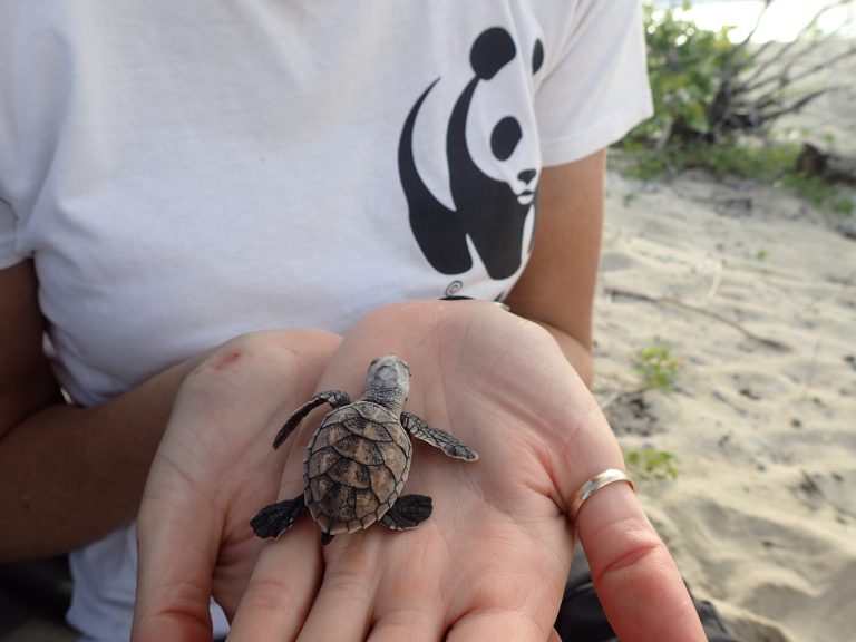 Royal Caribbean comes to the rescue of local hawksbill turtles