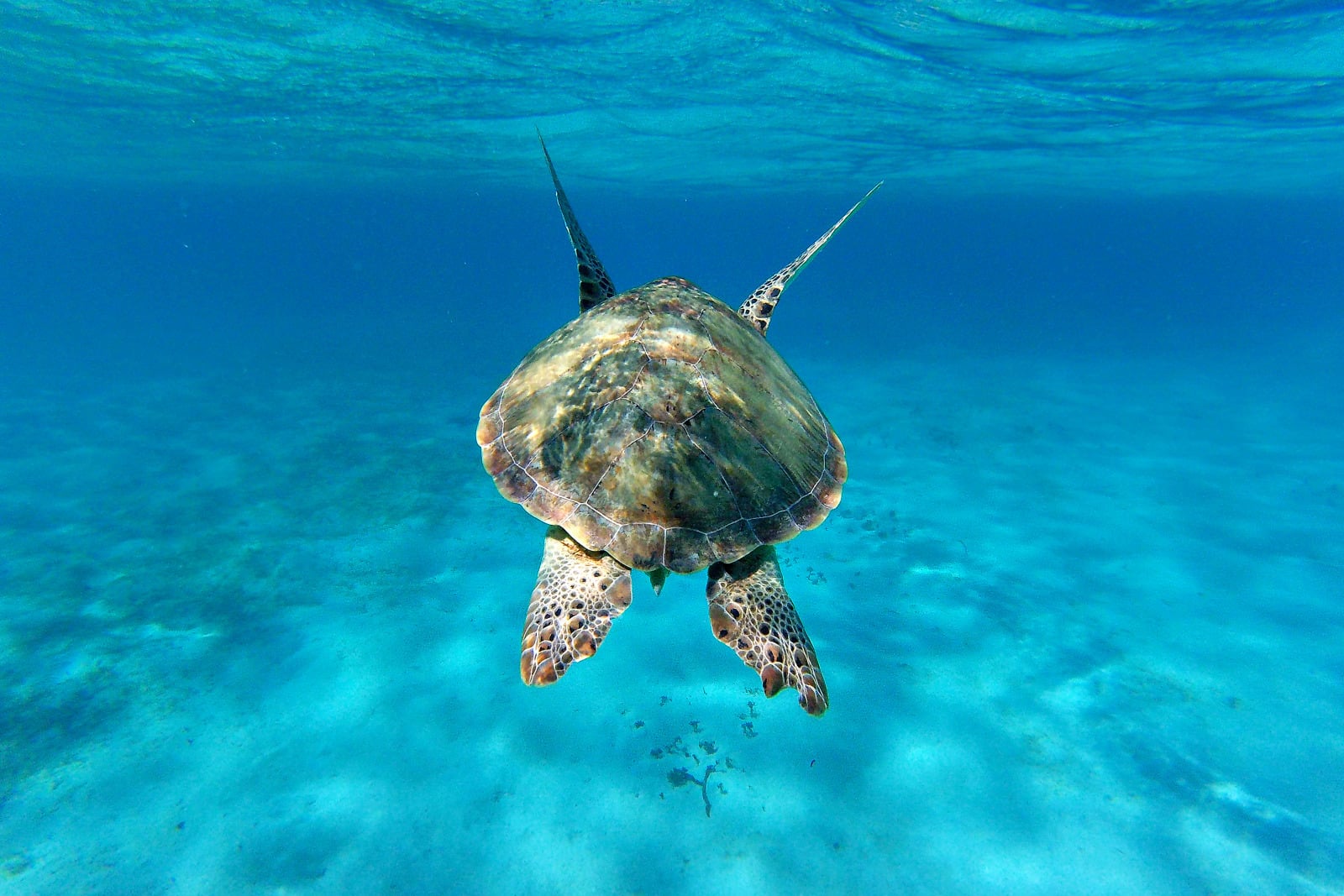 Green Turtle The Caribbean © Studio PONANT Margot Sib