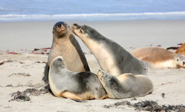 Seal Bay,. Kangaroo island