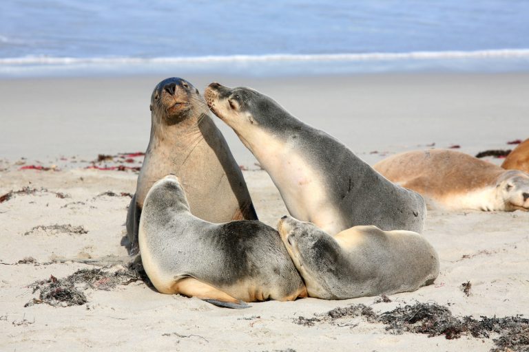 Seal Bay,. Kangaroo island
