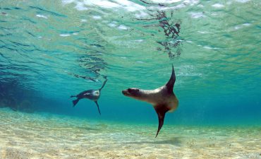 Playful seals in the Galapagos