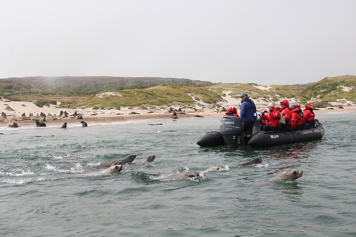 Enderby Island (Neville Peat Photo)