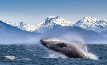 A whale breaching in Alaska