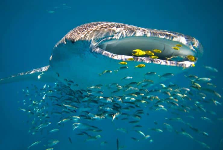 Ningaloo Reef