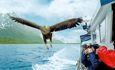Passengers taking a photo of an eagle