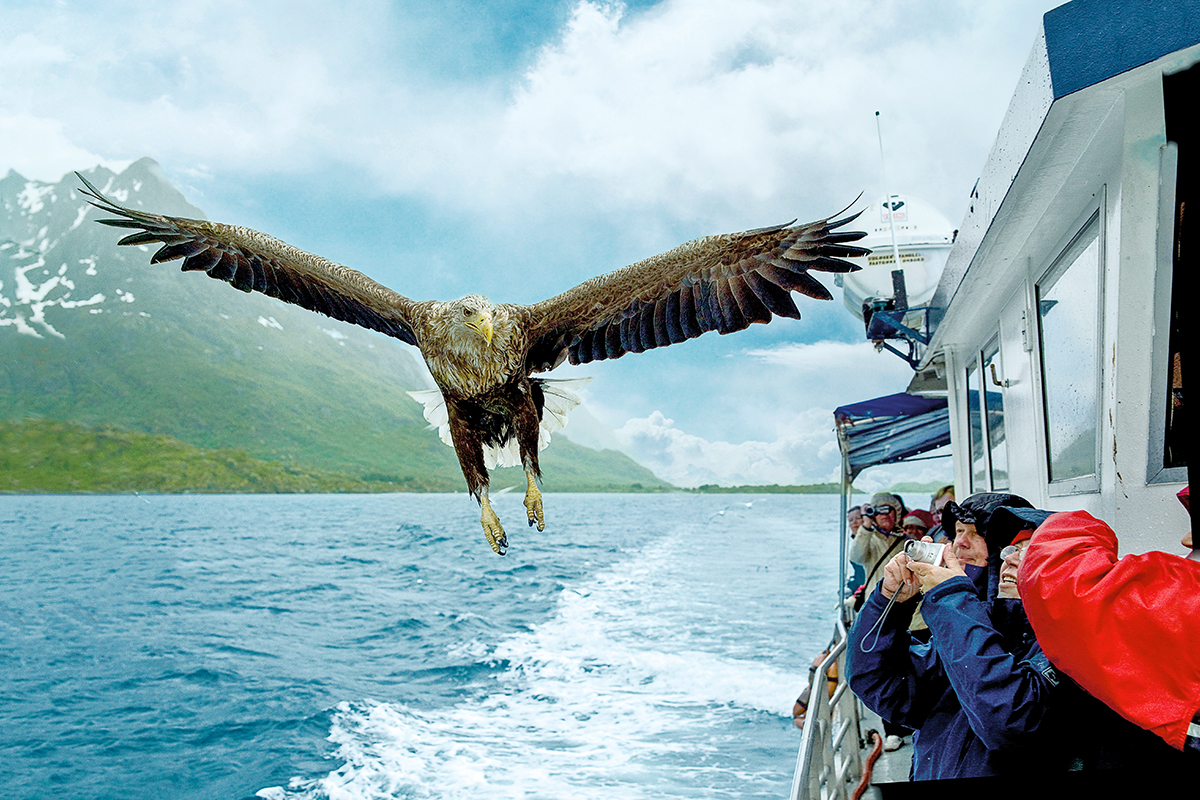 Passengers taking a photo of an eagle