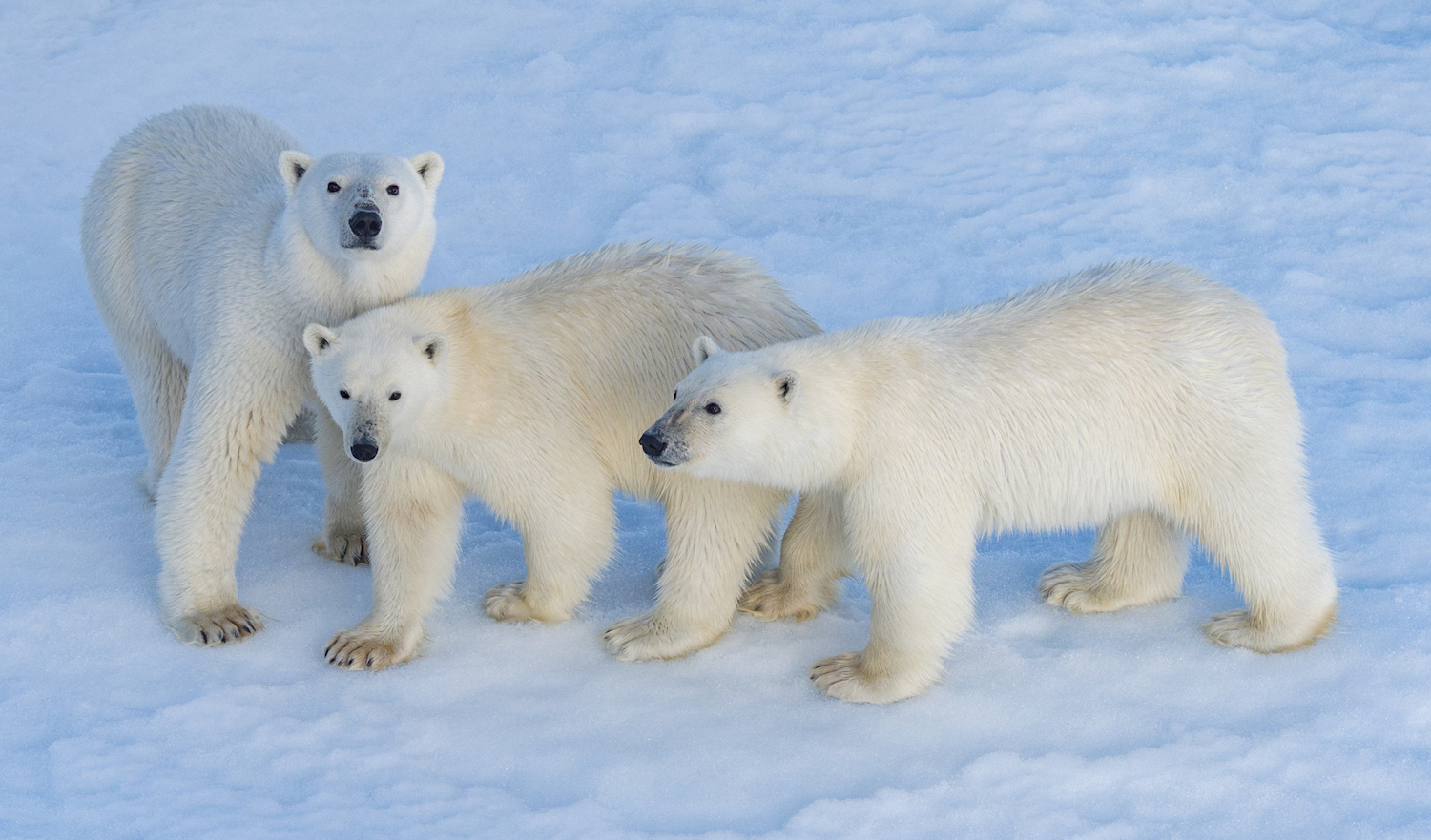Ponant heads for the land of polar bears at Svalbard - Cruise Passenger