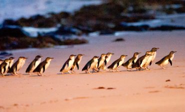 The penguins on Phillip Island