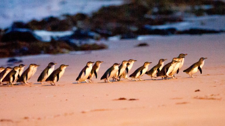 The penguins on Phillip Island