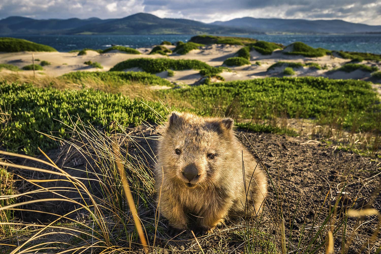 Maria Islands wombat