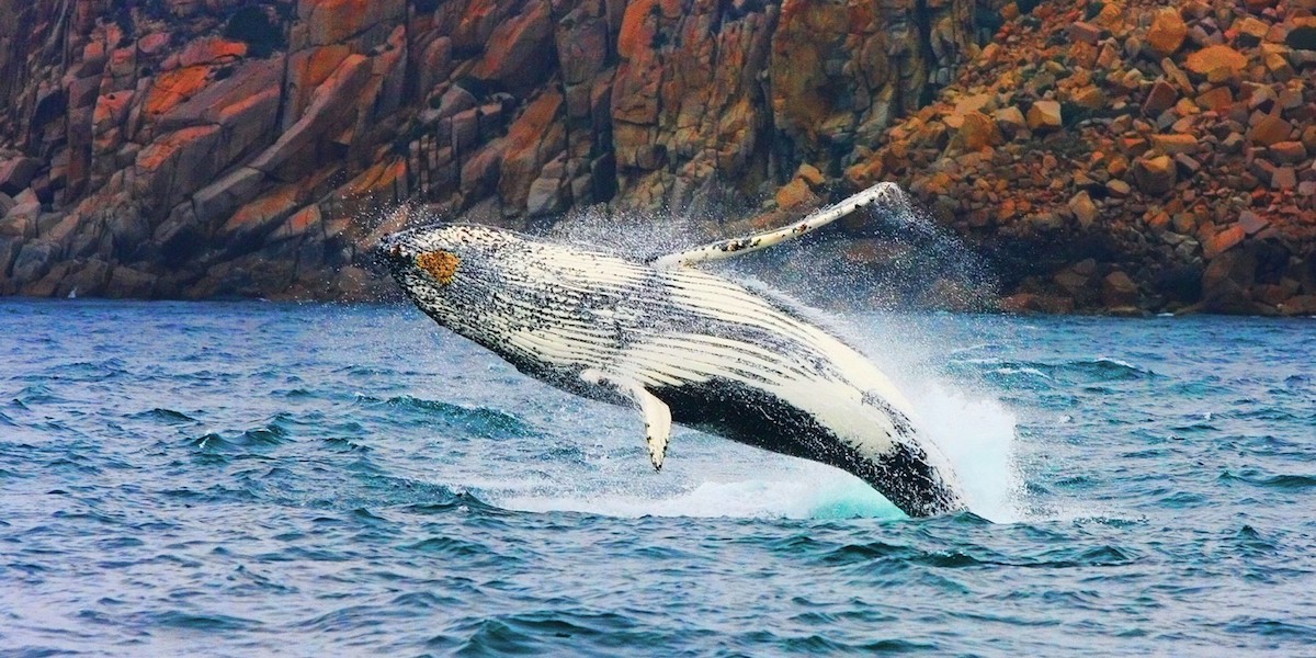 Whales breaching in Wineglass Bay