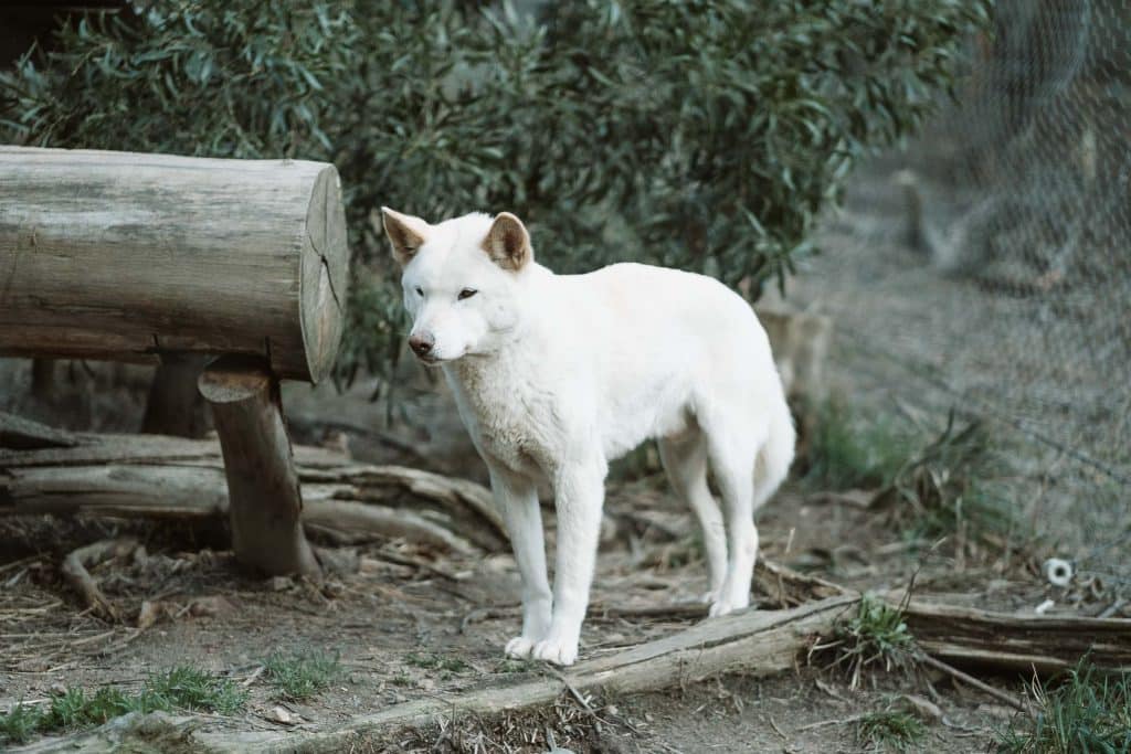 An Alpine Dingo at Secret Creek Cafe