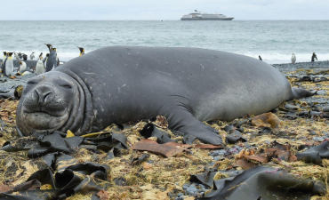 Seal in New Zealand